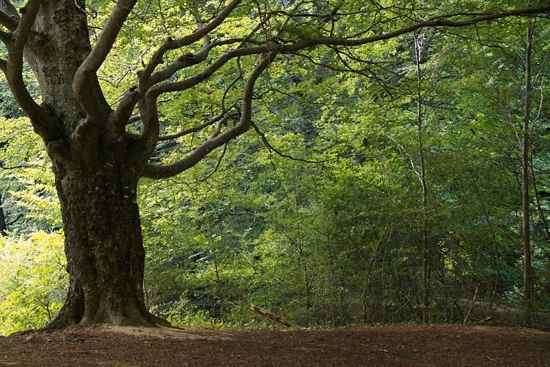 Mundo ibérico: Navarra Mundo ibérico: Navarra