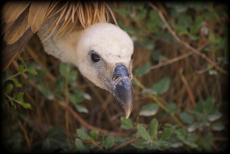 Mundo ibérico: Navarra Mundo ibérico: Navarra
