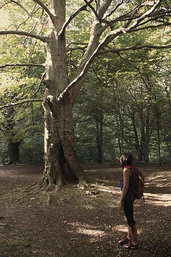 Mundo ibérico: Navarra Mundo ibérico: Navarra