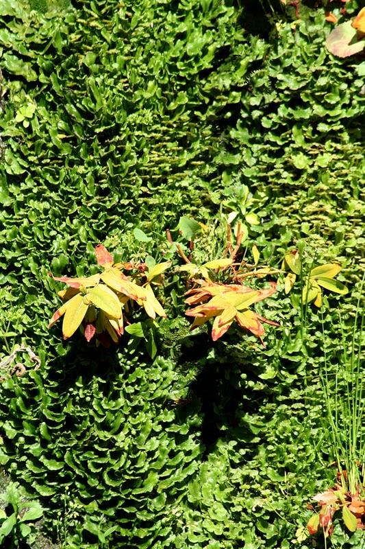 Naturalización del jardín vertical de Getafe. Naturalización del jardín vertical de Getafe.