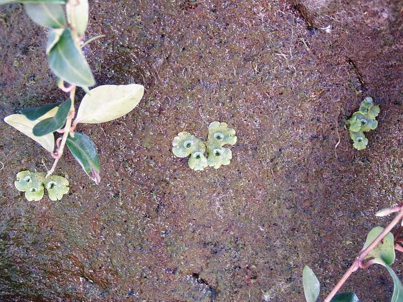 Naturalización del jardín vertical de Getafe. Naturalización del jardín vertical de Getafe.
