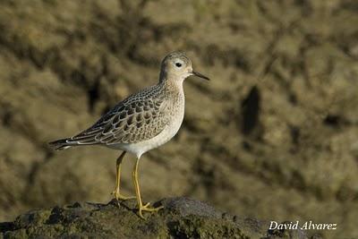 Correlimos canelo Correlimos canelo