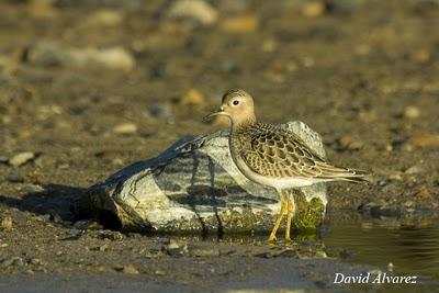 Correlimos canelo Correlimos canelo