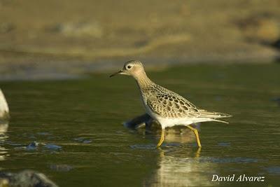 Correlimos canelo Correlimos canelo