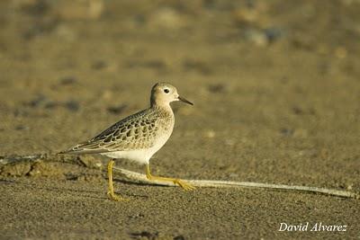 Correlimos canelo Correlimos canelo