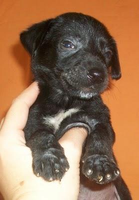 NOVEDADES: 7 bebes rescatados de un contenedor (Murcia) NOVEDADES: 7 bebes rescatados de un contenedor (Murcia)