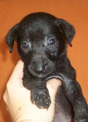 NOVEDADES: 7 bebes rescatados de un contenedor (Murcia) NOVEDADES: 7 bebes rescatados de un contenedor (Murcia)