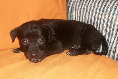 NOVEDADES: 7 bebes rescatados de un contenedor (Murcia) NOVEDADES: 7 bebes rescatados de un contenedor (Murcia)