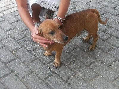 PERRITO PEQUEÑO DEAMBULANDO POR LA CALLE. (MERIDA)