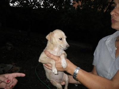 SEVILLA 40 MINI PERROS MUY URGENTE!!! SE ACERCA SU FINAL...(ES MUY URGENTE)