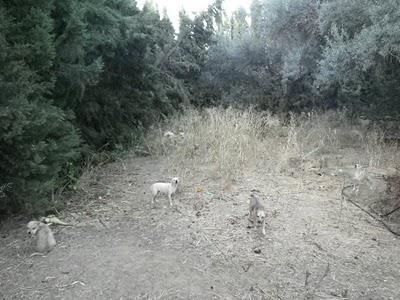 SEVILLA 40 MINI PERROS MUY URGENTE!!! SE ACERCA SU FINAL...(ES MUY URGENTE)