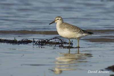 Sigue la migración de los limícolas Sigue la migración de los limícolas