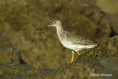 Sigue la migración de los limícolas Sigue la migración de los limícolas