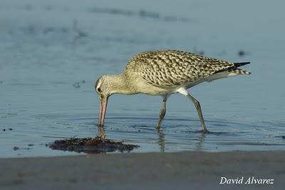 Sigue la migración de los limícolas Sigue la migración de los limícolas