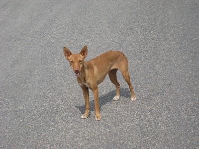 Perrito en la calle necesita acogida. MUY URGENTE.