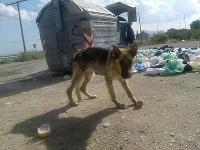 Morirá en la carretera.La perrilla está muy mal. URGENTISIMO. Morirá en la carretera.La perrilla está muy mal. URGENTISIMO.