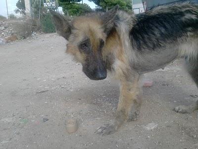 Morirá en la carretera.La perrilla está muy mal. URGENTISIMO. Morirá en la carretera.La perrilla está muy mal. URGENTISIMO.