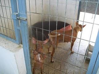 Queen y Princess: parece que su historia desgarradora nunca tendrá un final feliz... DE NUEVO SIN ACOGIDA! Queen y Princess: parece que su historia desgarradora nunca tendrá un final feliz... DE NUEVO SIN ACOGIDA!