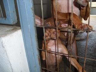 Queen y Princess: parece que su historia desgarradora nunca tendrá un final feliz... DE NUEVO SIN ACOGIDA! Queen y Princess: parece que su historia desgarradora nunca tendrá un final feliz... DE NUEVO SIN ACOGIDA!