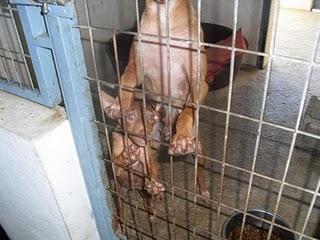 Queen y Princess: parece que su historia desgarradora nunca tendrá un final feliz... DE NUEVO SIN ACOGIDA! Queen y Princess: parece que su historia desgarradora nunca tendrá un final feliz... DE NUEVO SIN ACOGIDA!