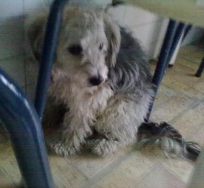 MIKO BOBTAIL MINI EN ADOPCION- No mas miserias ni miserables- Maltratado por sus adoptantes MIKO BOBTAIL MINI EN ADOPCION- No mas miserias ni miserables- Maltratado por sus adoptantes