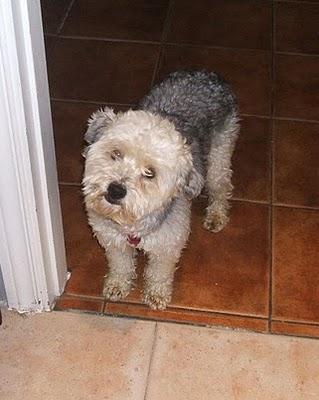 MIKO BOBTAIL MINI EN ADOPCION- No mas miserias ni miserables- Maltratado por sus adoptantes MIKO BOBTAIL MINI EN ADOPCION- No mas miserias ni miserables- Maltratado por sus adoptantes