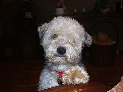 MIKO BOBTAIL MINI EN ADOPCION- No mas miserias ni miserables- Maltratado por sus adoptantes MIKO BOBTAIL MINI EN ADOPCION- No mas miserias ni miserables- Maltratado por sus adoptantes