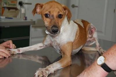 Sevilla vuelve a la calle con leismania se va a morir enfermo. Sevilla vuelve a la calle con leismania se va a morir enfermo.