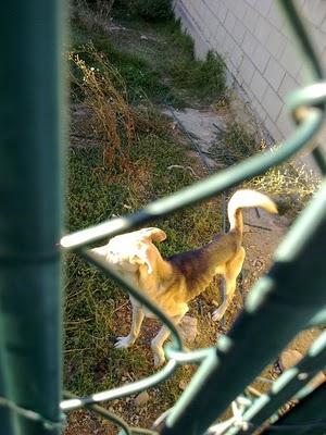 PERROS MURIÉNDOSE DE HAMBRE, MUY URGENTE (BURGOS)