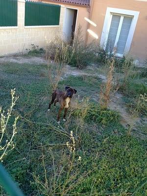 PERROS MURIÉNDOSE DE HAMBRE, MUY URGENTE (BURGOS)