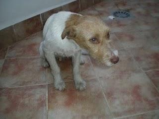 URGENTE!!! perrito abandonado, sólo tengo unas 6 ó 7 horas para encontrarle algo URGENTE!!! perrito abandonado, sólo tengo unas 6 ó 7 horas para encontrarle algo