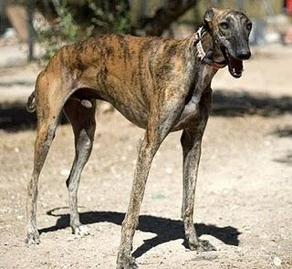 CHARLIE, ENTRE LA CALLE Y LA RESIDENCIA LLEVA TODA SU VIDA ESPERANDO UNA FAMILIA-TALAVERA CHARLIE, ENTRE LA CALLE Y LA RESIDENCIA LLEVA TODA SU VIDA ESPERANDO UNA FAMILIA-TALAVERA