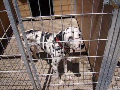 Conan se libró de la muerte, pero sigue encerrado... ¿Lo adoptas? Conan se libró de la muerte, pero sigue encerrado... ¿Lo adoptas?