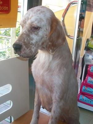 Jade una setter muy especial (Murcia) Jade una setter muy especial (Murcia)