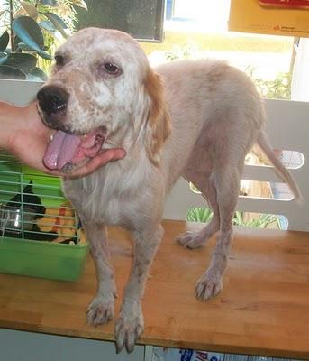 Jade una setter muy especial (Murcia) Jade una setter muy especial (Murcia)