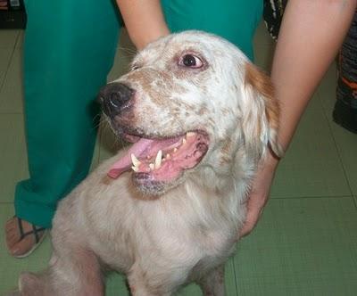 Jade una setter muy especial (Murcia) Jade una setter muy especial (Murcia)
