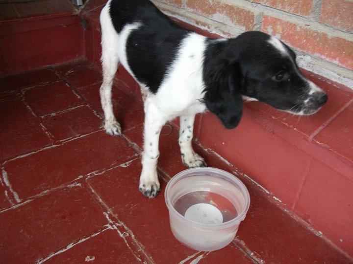 Chelsi, cachorro recogido aterrorizado . Miajadas (Cáceres) Chelsi, cachorro recogido aterrorizado . Miajadas (Cáceres)