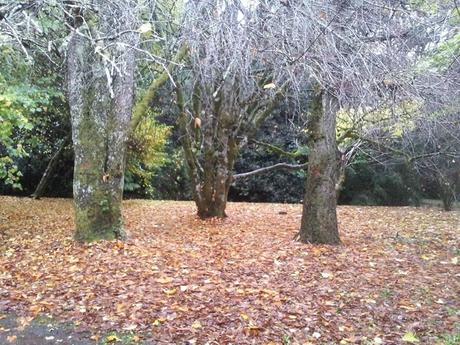 Día 7: Jardín de árboles grandes Día 7: Jardín de árboles grandes