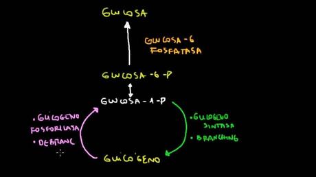 La glucogenosis, ¿qué es y cómo tratarla?
