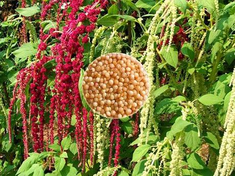 El grano de Amaranto, un “cereal” peculiar. cultivar amaranthus