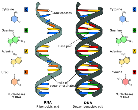 Científicos crean una nueva clase de ADN ADN