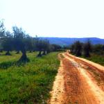 caminos verdes