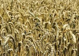 El gobierno español, el fraude y la panacea del kilo de pan de 800 gramos El gobierno español, el fraude y la panacea del kilo de pan de 800 gramos