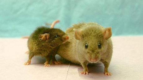 Descubren el interruptor de la paternidad Descubren el interruptor de la paternidad