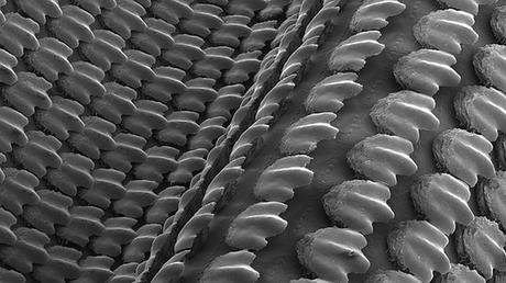 Científicos de Harvard crean piel de tiburón artificial Piel de tiburón artificial