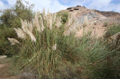 Tu mascota puede ser una especie invasora (2) Otro ejemplo de invasión, el Plumero de la Pampa