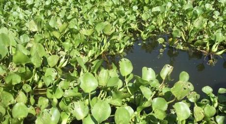 Tu mascota puede ser una especie invasora (2) Jacinto de Agua, especie invasora en España