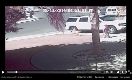 Gato salva a un niño de brutal ataque Gato de familia salva a niño del ataque de un perro