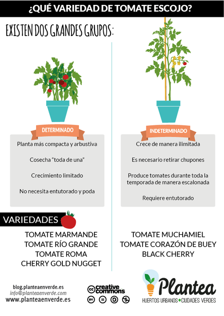 tomates determinados e indeterminados