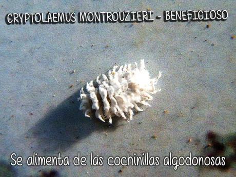 Cryptolaemus montrouzieri, es su estadio larvario, es muy similar al insecto del que se alimenta, la cochinilla algodonosa o cotonet